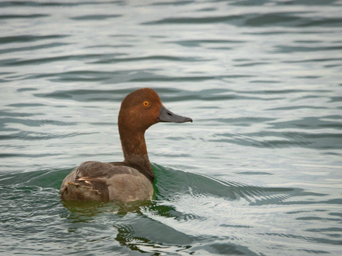 Redhead - ML639123921