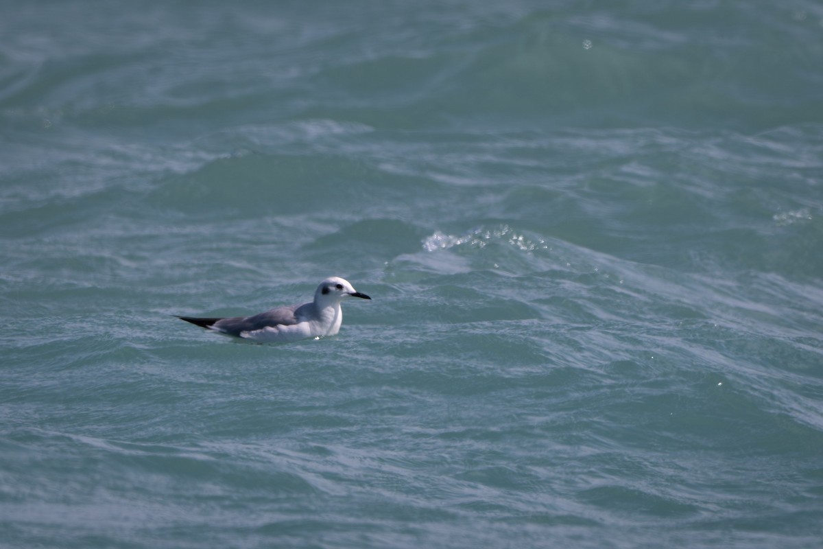 Bonaparte's Gull - ML639123925