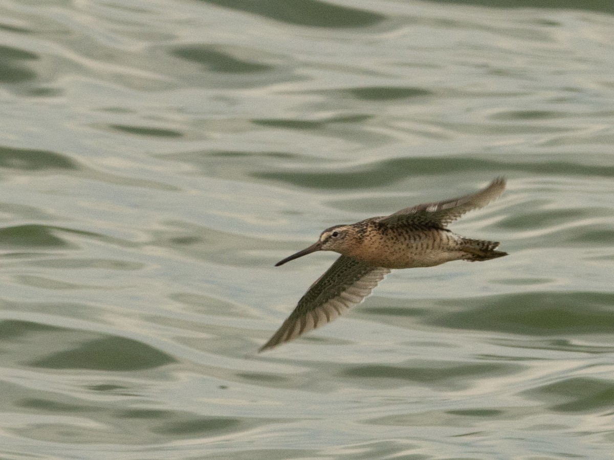 Short-billed Dowitcher - ML639123926