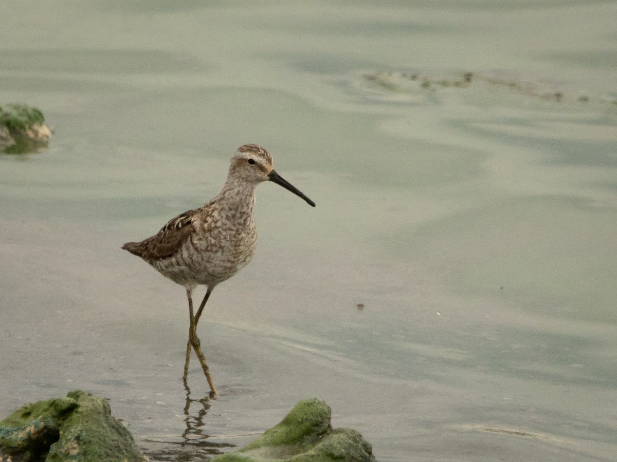 Stilt Sandpiper - ML639123940