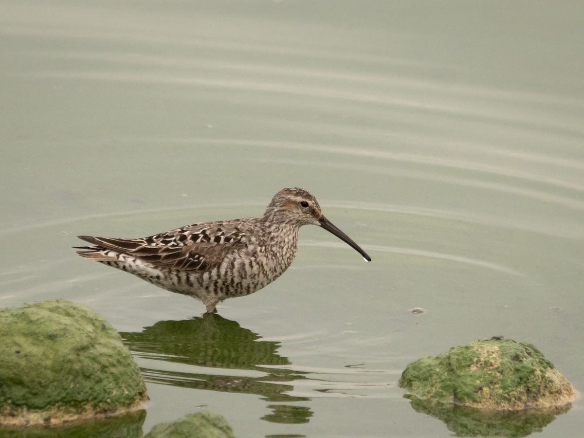 Stilt Sandpiper - ML639123941
