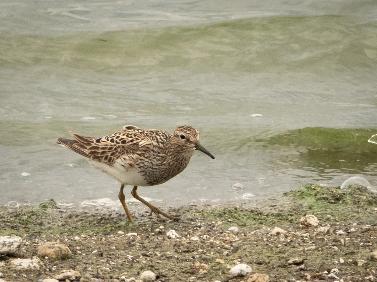 Pectoral Sandpiper - ML639123944
