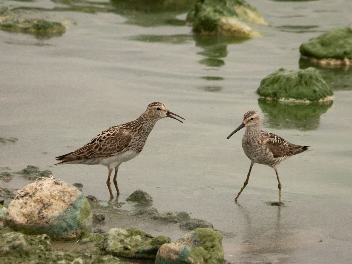 Pectoral Sandpiper - ML639123945