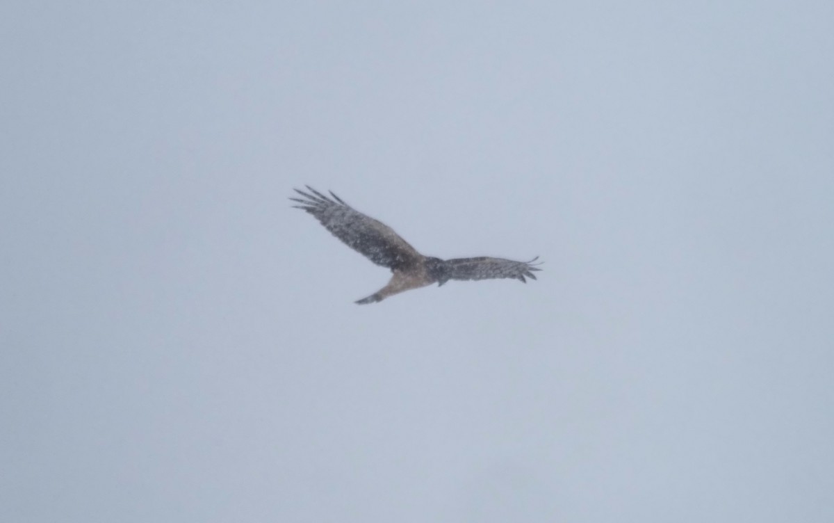 Northern Harrier - ML639123952