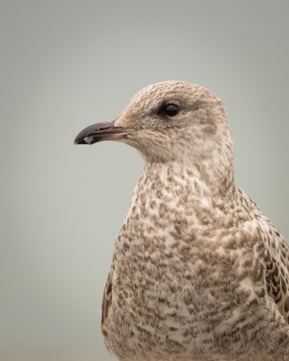 Ring-billed Gull - ML639123955