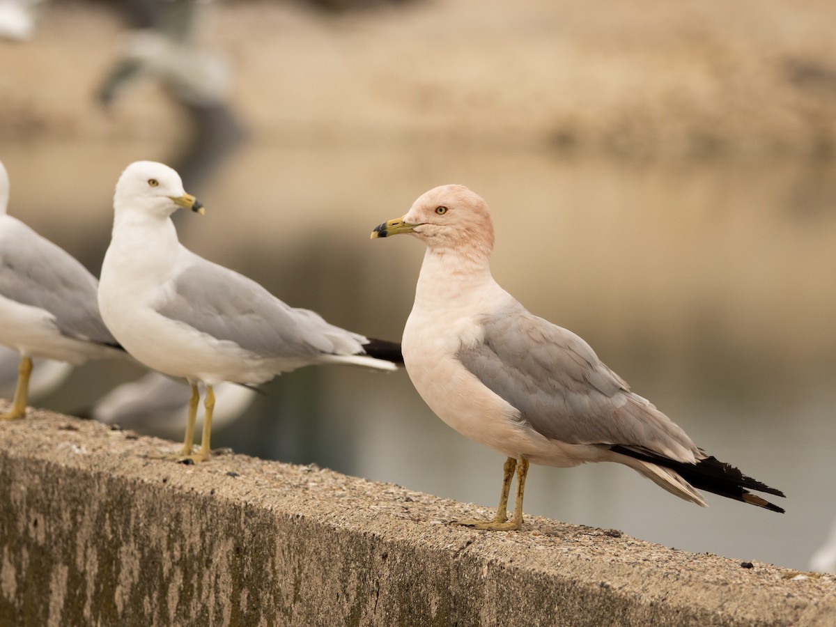 Ring-billed Gull - ML639123956