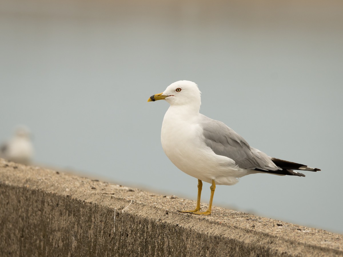 Ring-billed Gull - ML639123957