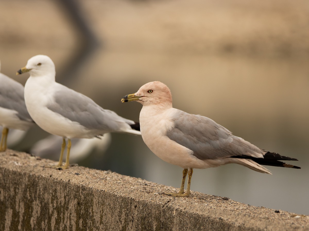 Ring-billed Gull - ML639123958