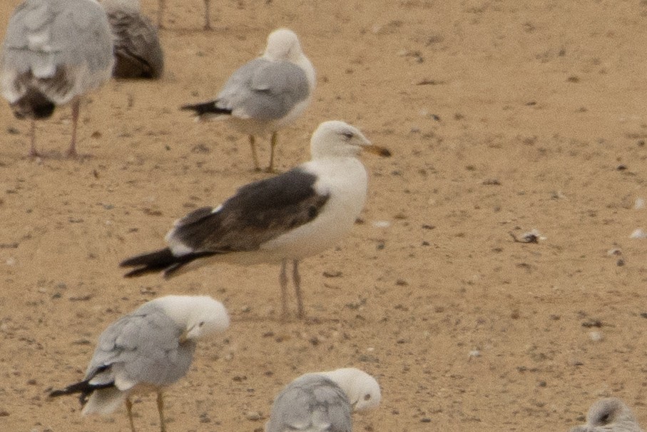 Lesser Black-backed Gull - ML639123965