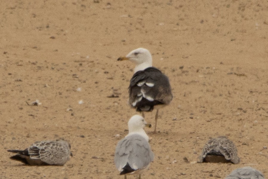 Lesser Black-backed Gull - ML639123966