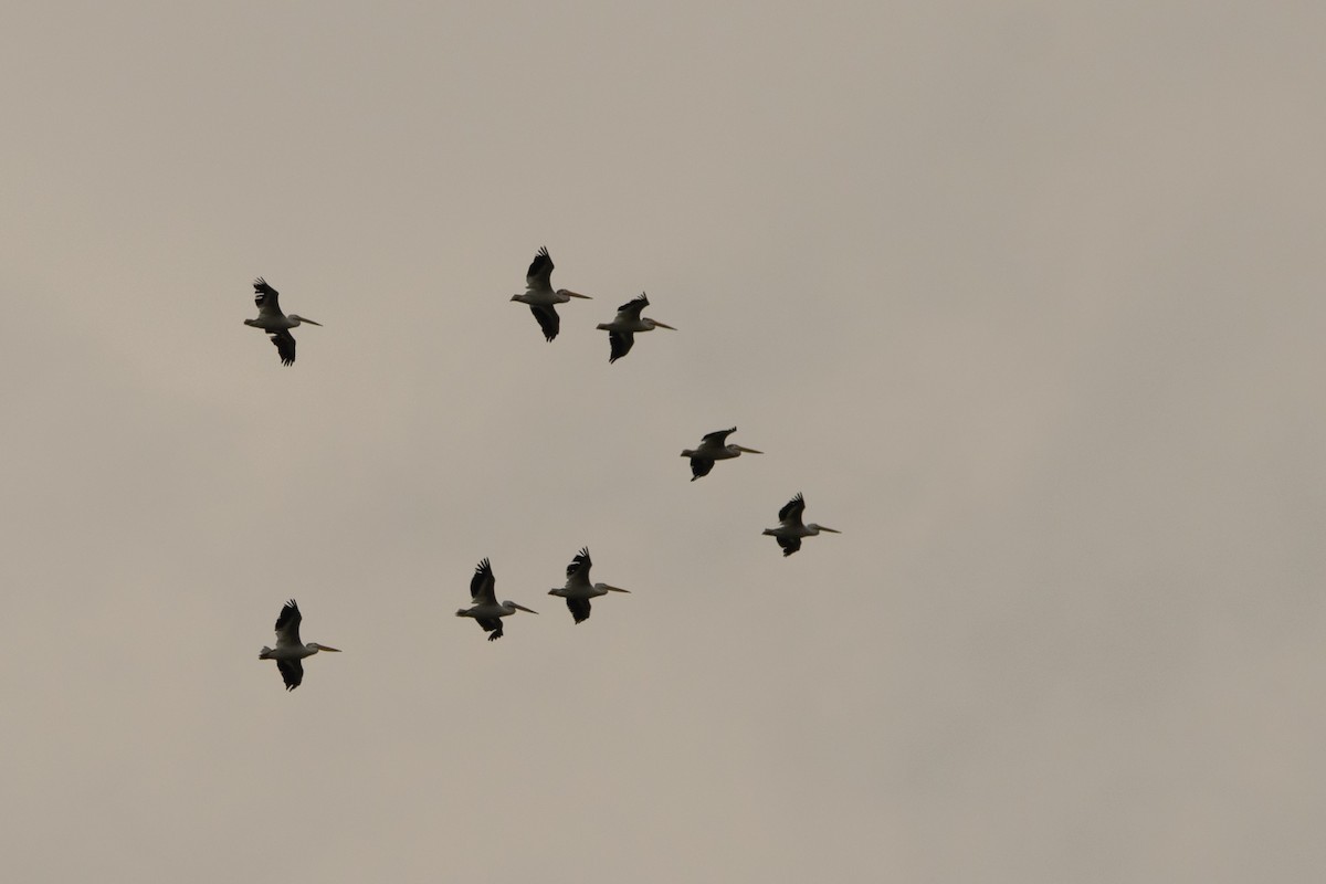 American White Pelican - ML639123976