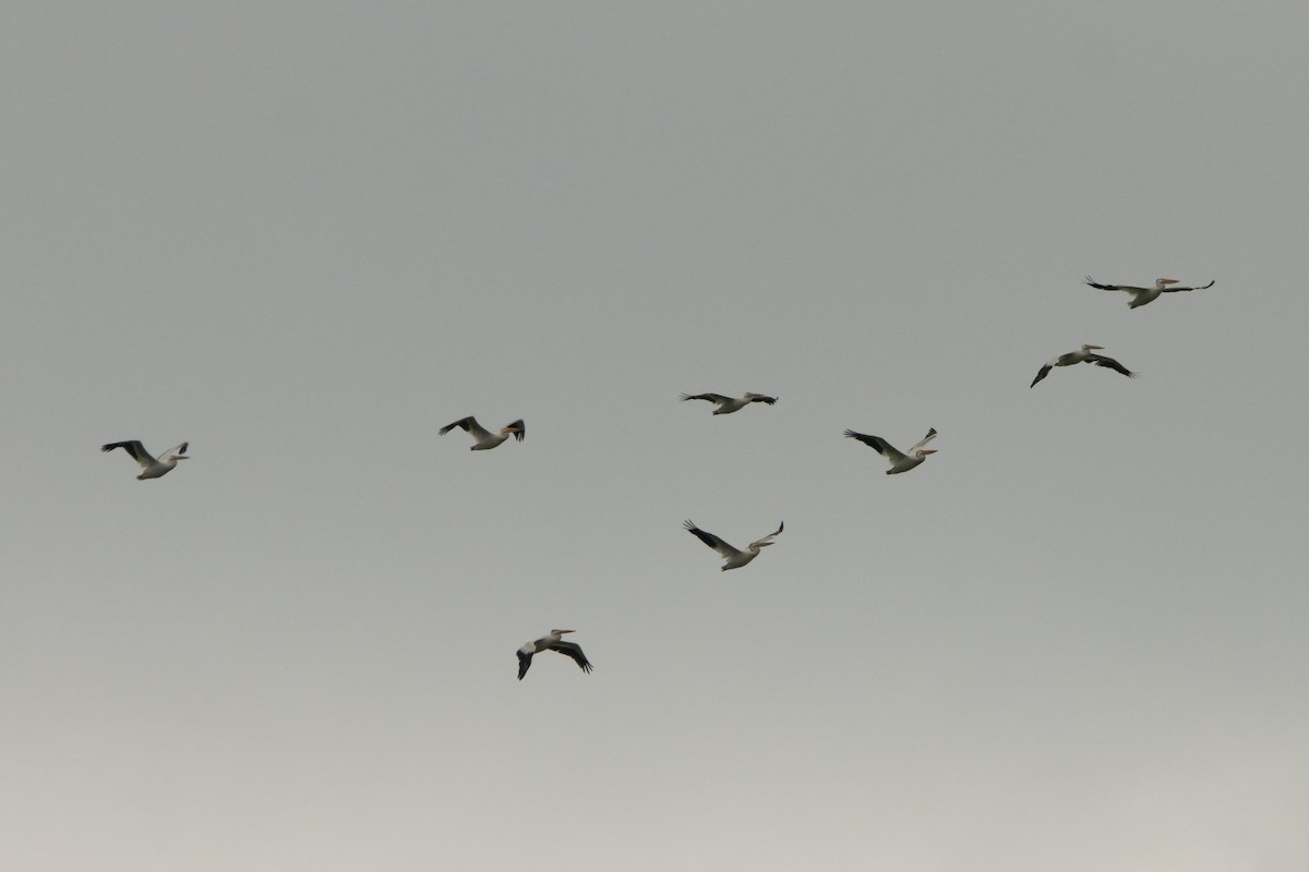 American White Pelican - ML639123977