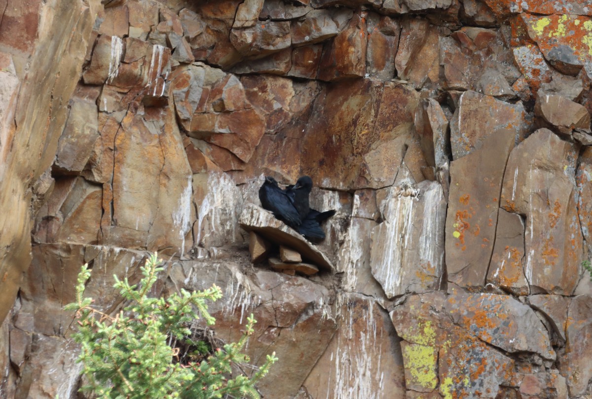 Common Raven - ML639124078