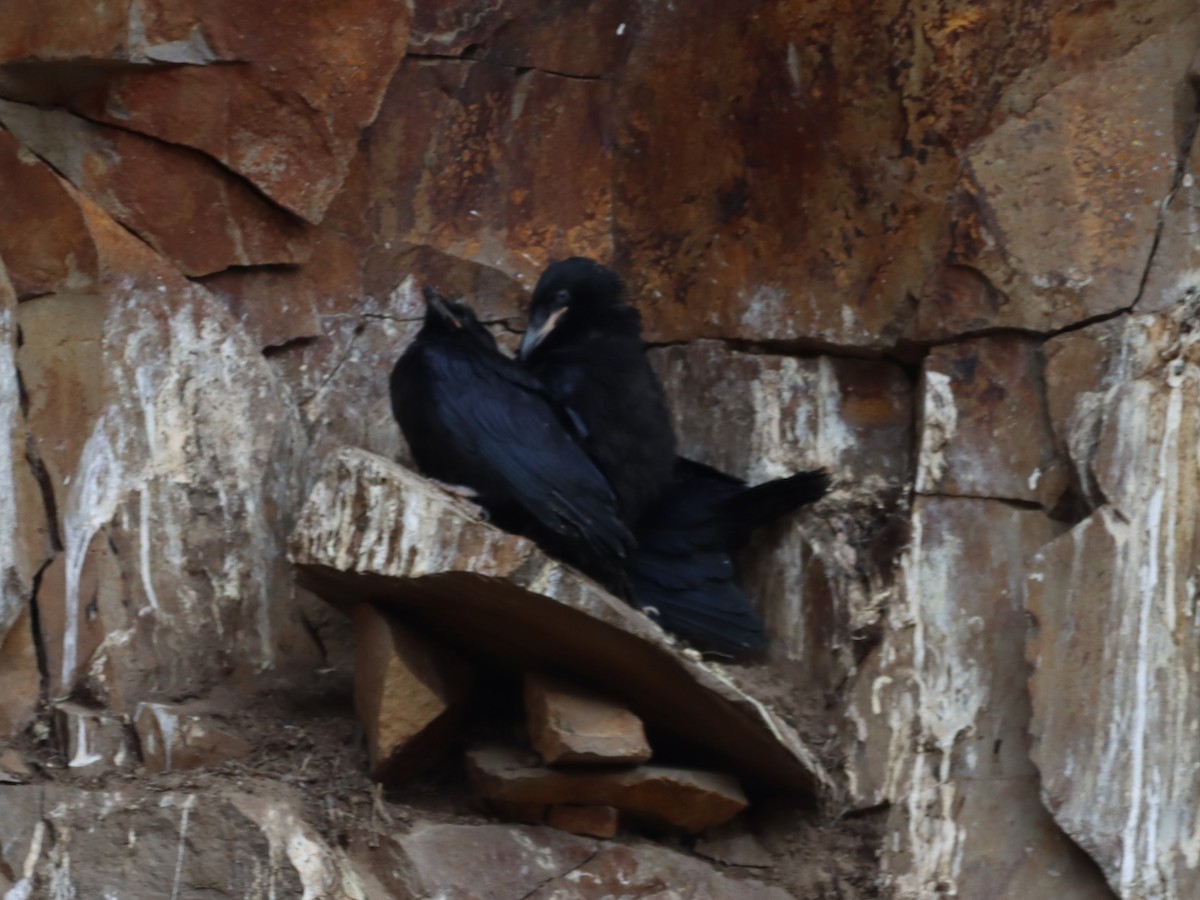 Common Raven - ML639124082