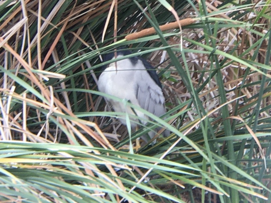 Black-crowned Night Heron - ML639124096