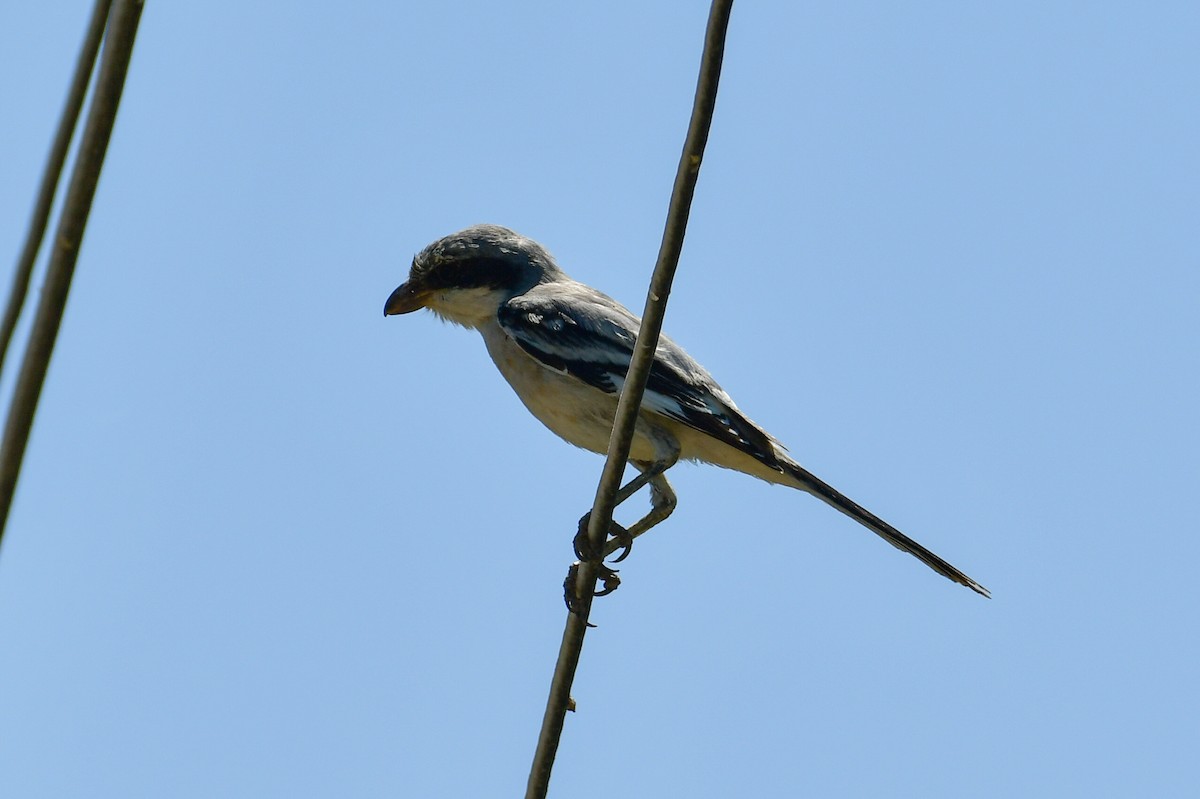Great Gray Shrike (Sahara) - ML639124140