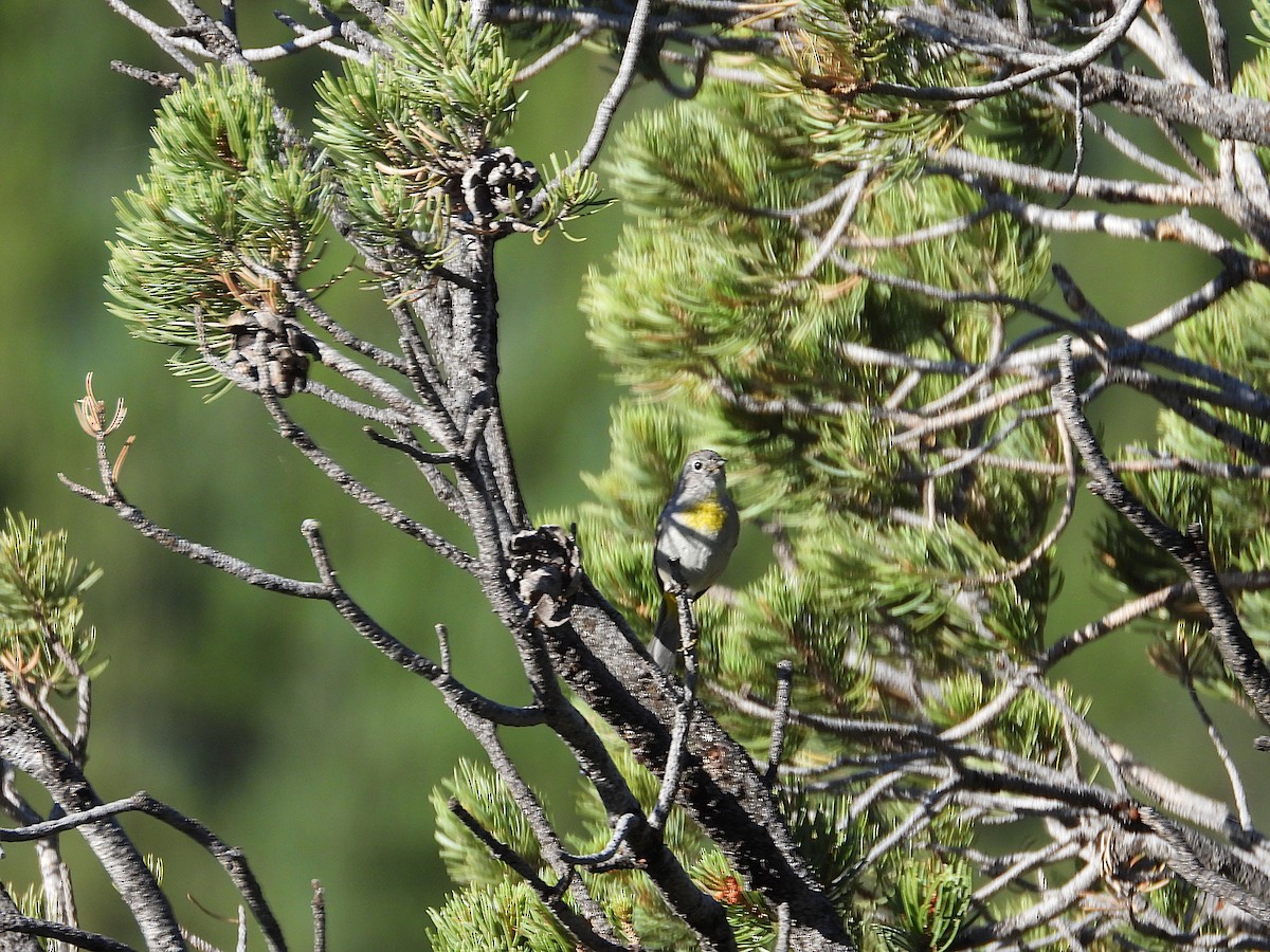 Желтогрудая древесница - ML639124142