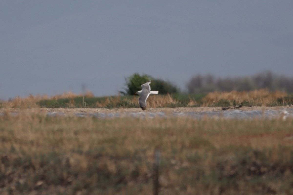 California Gull - ML639124162
