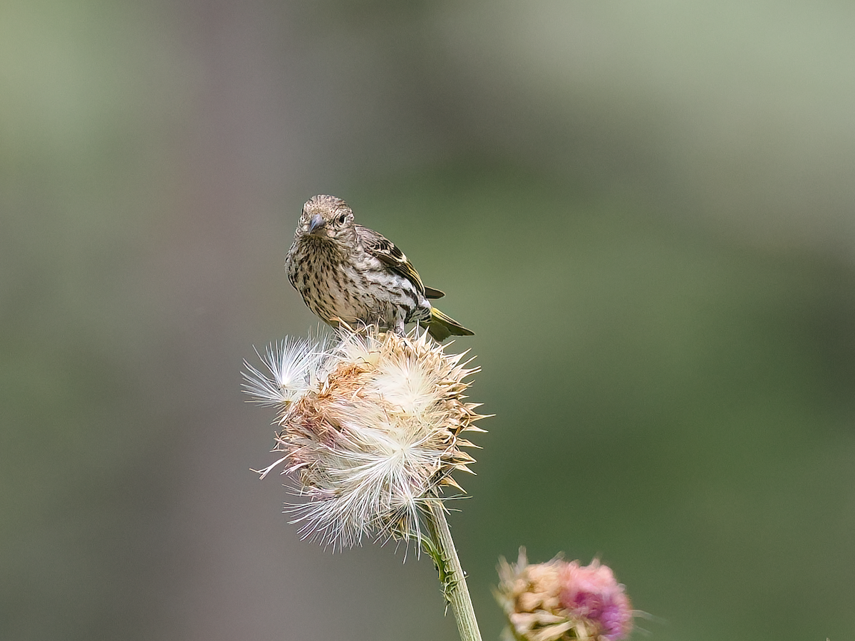 Pine Siskin - ML639124181