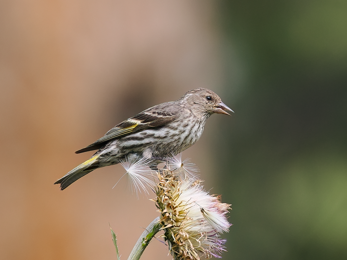 Pine Siskin - ML639124183