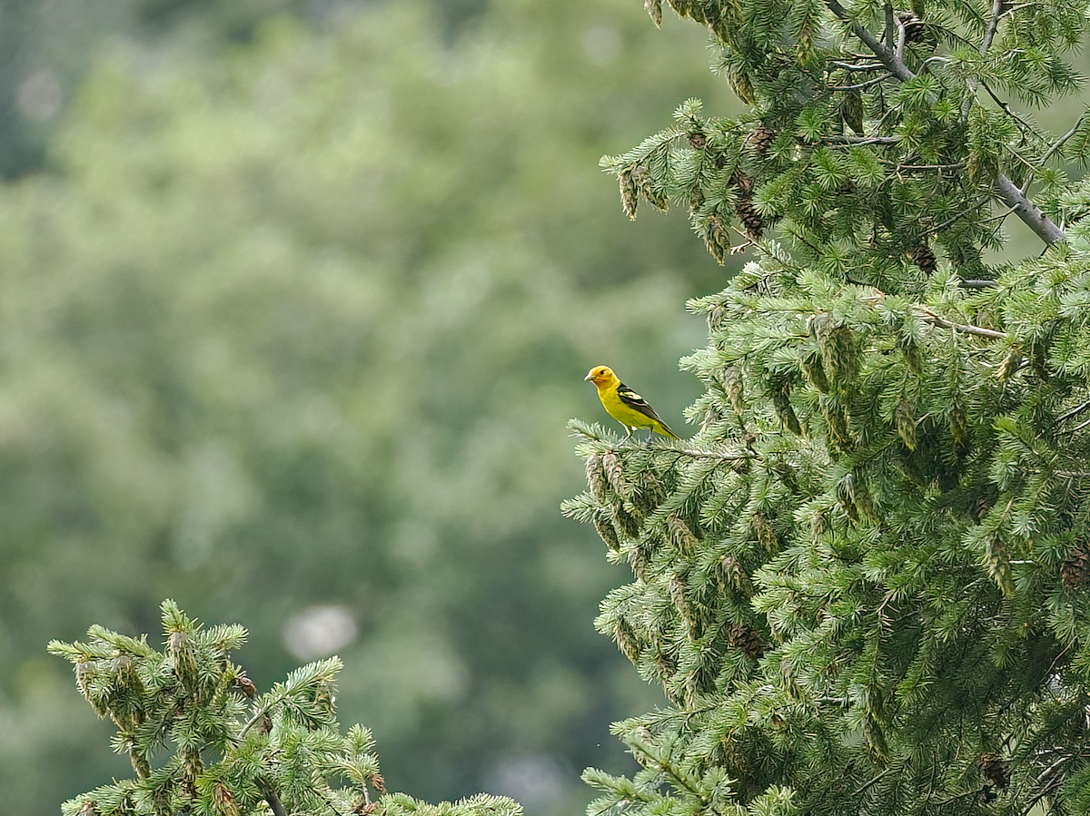 Western Tanager - ML639124204