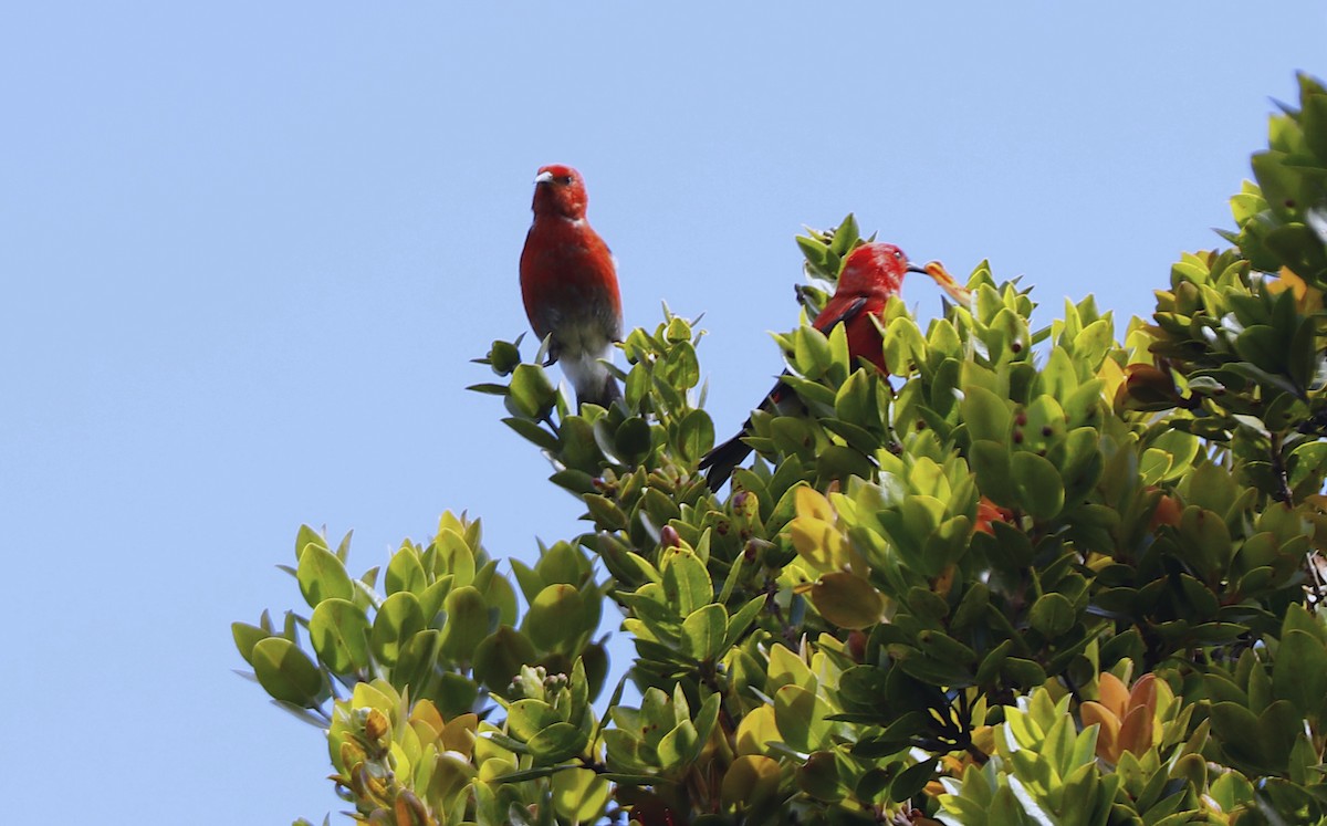 Apapane - ML639124209