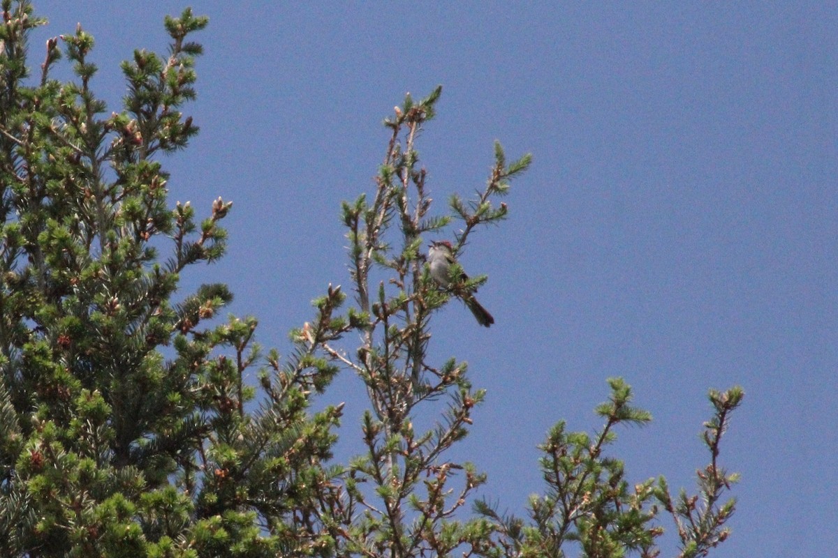 Green-tailed Towhee - ML639124210