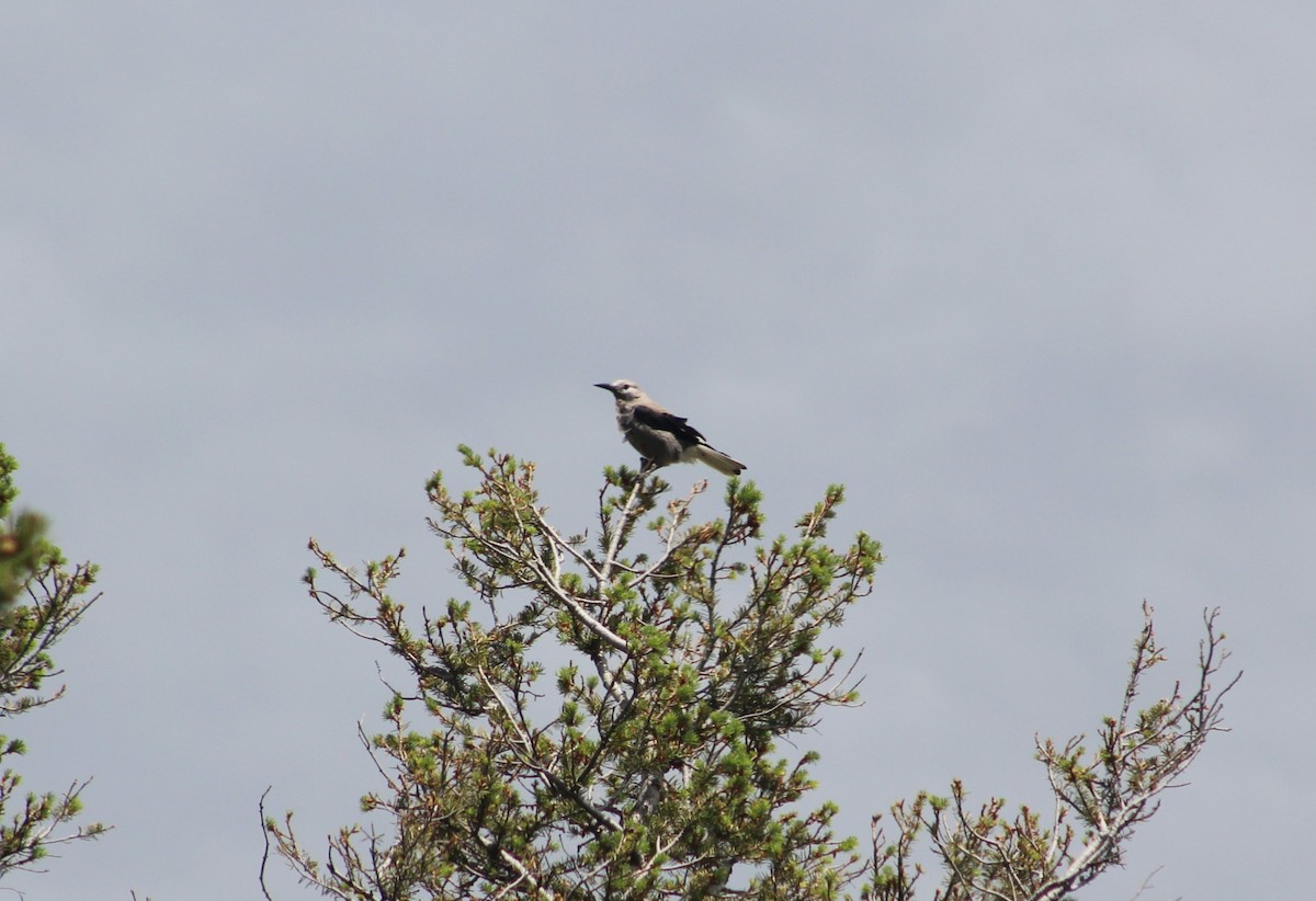 Clark's Nutcracker - ML639124229