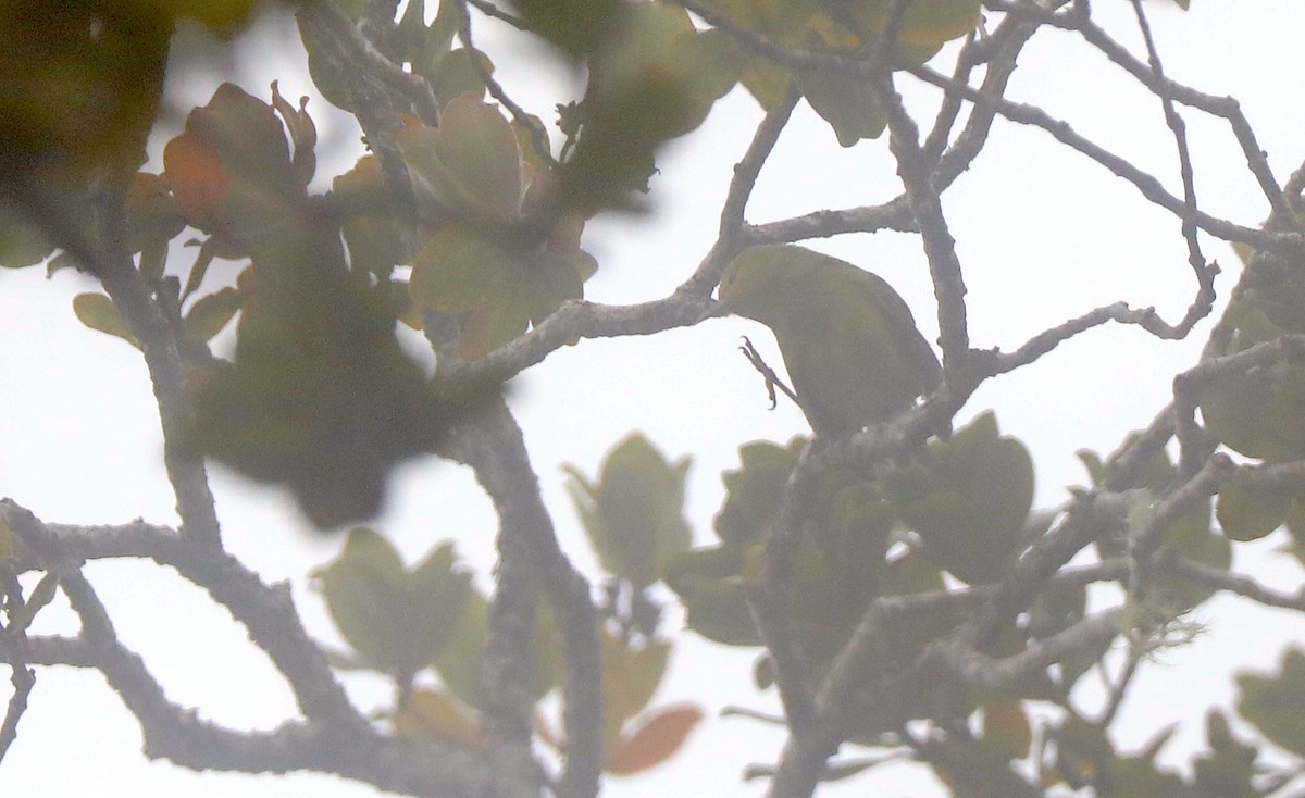 Kauai Amakihi - ML639124233