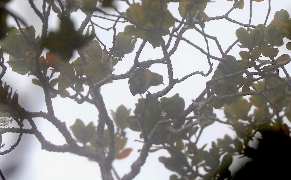 Kauai Amakihi - ML639124240