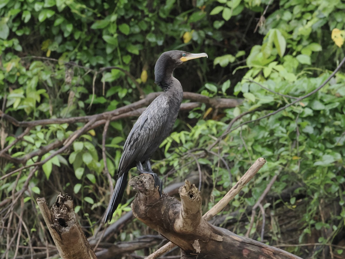 Neotropic Cormorant - ML639124241