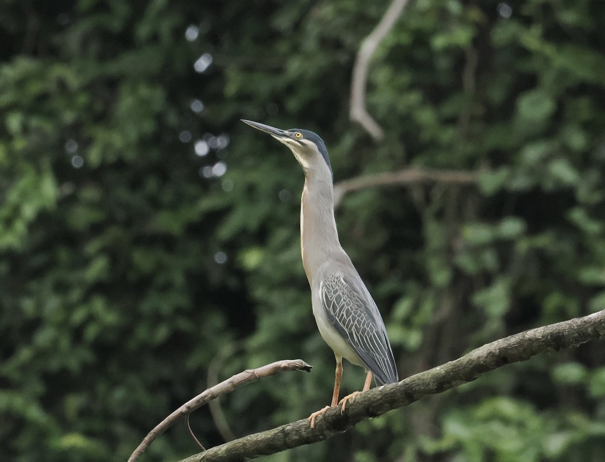 Striated Heron - ML639124248