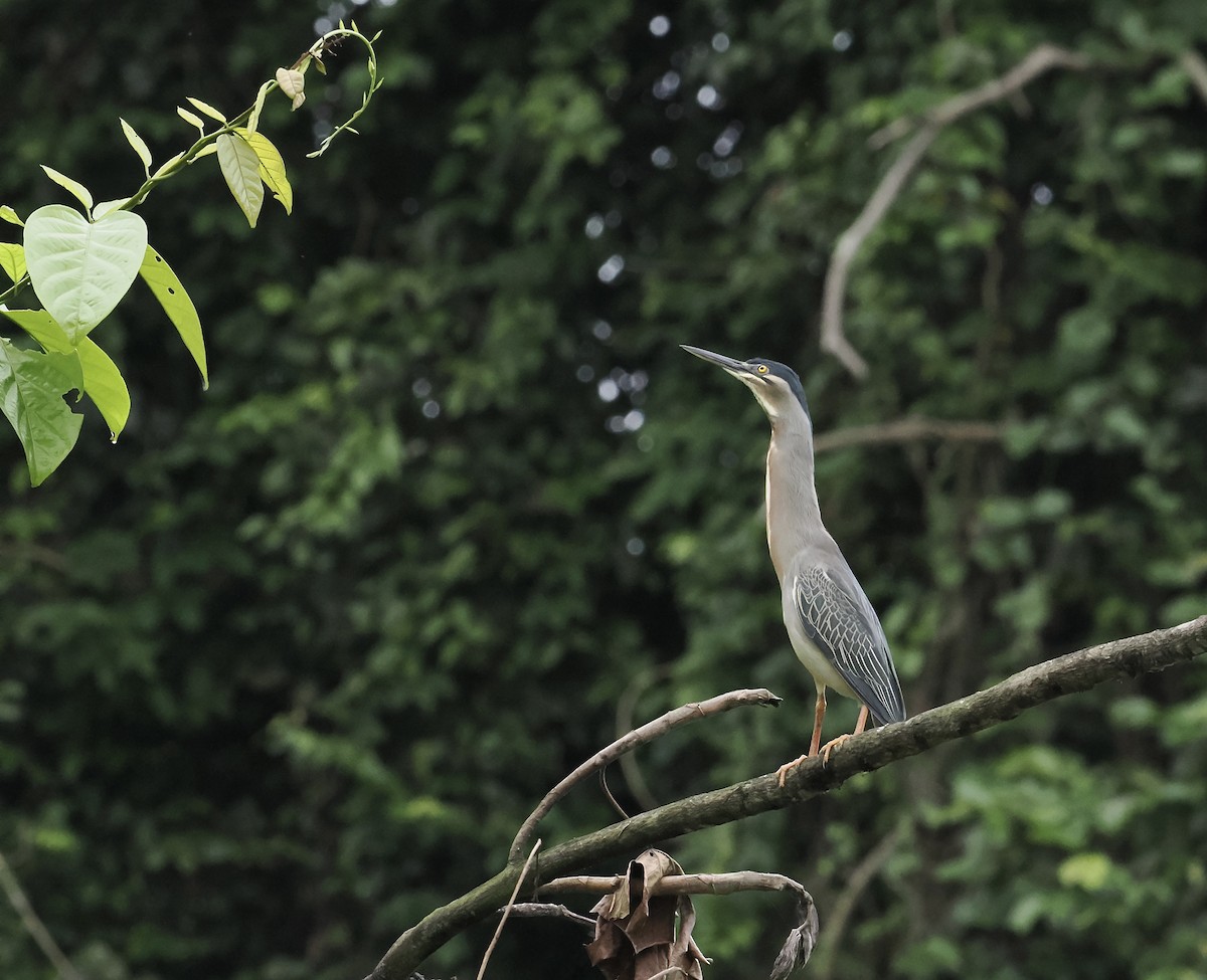 Striated Heron - ML639124249