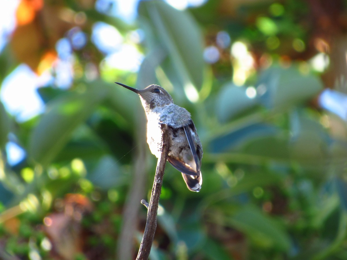 Colibri d'Anna - ML639124260