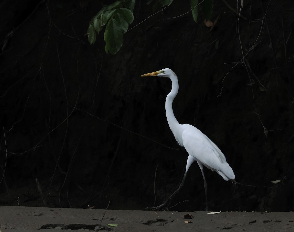 Great Egret - ML639124261