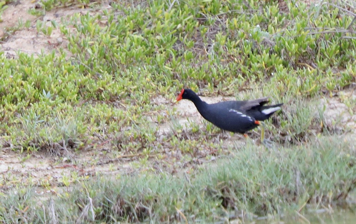 Common Gallinule (Hawaiian) - ML639124375