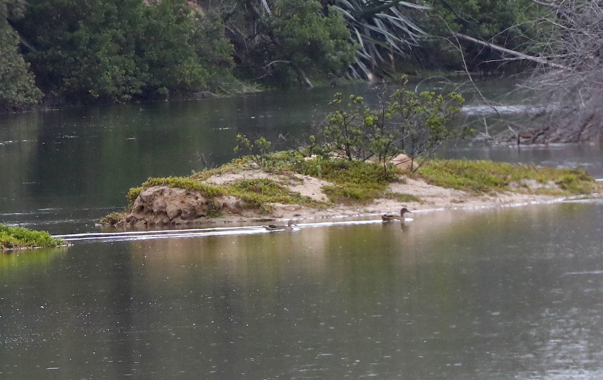 Hawaiian Duck - ML639124395