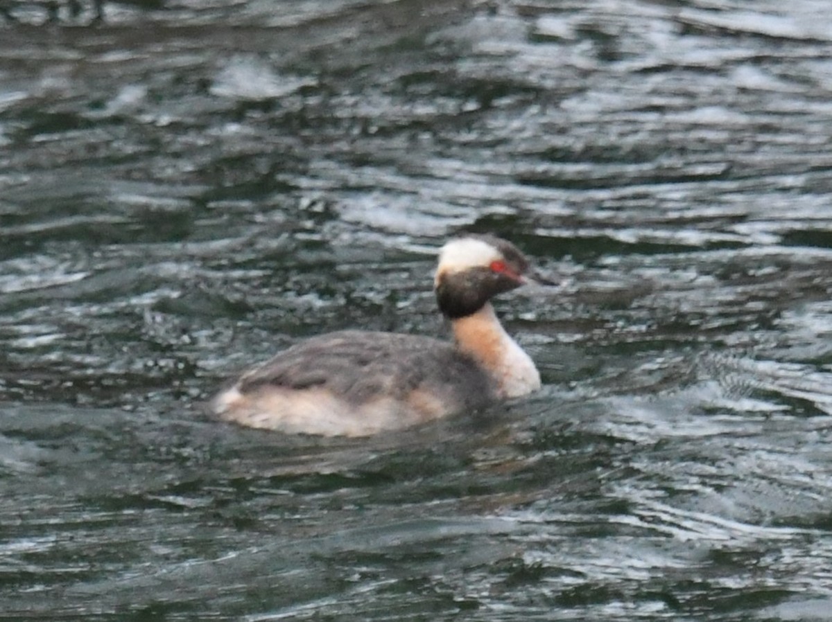 Horned Grebe - ML639124431