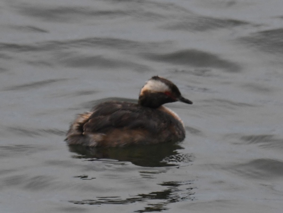 Horned Grebe - ML639124432