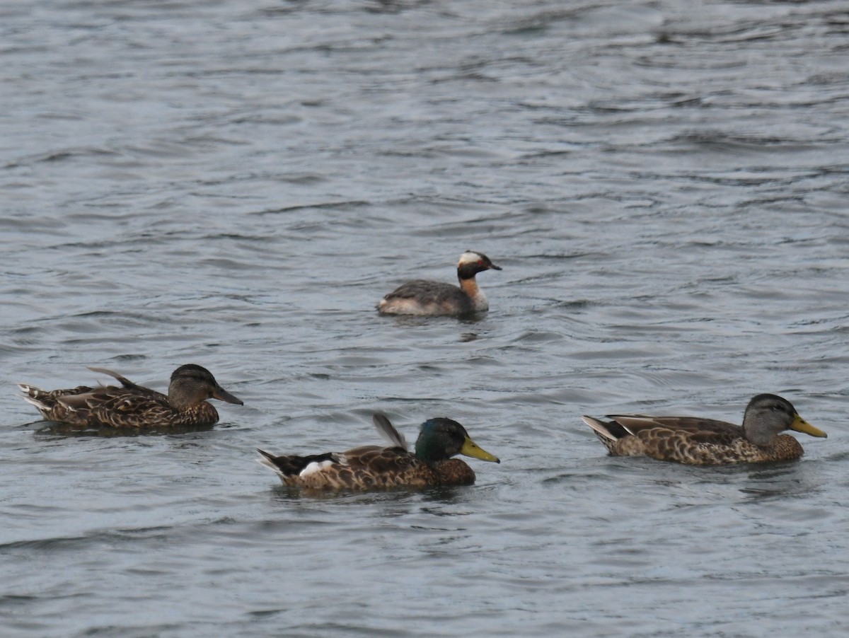 Horned Grebe - ML639124433