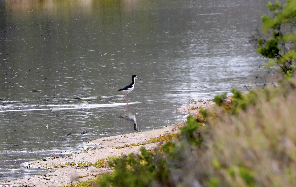Black-necked Stilt - ML639124434