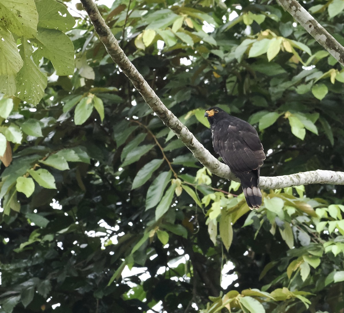 Gray-headed Kite - ML639124444