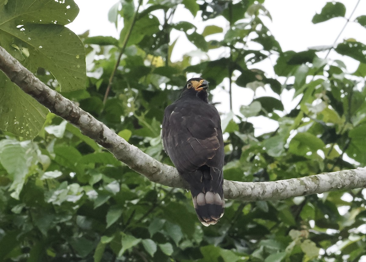 Gray-headed Kite - ML639124445