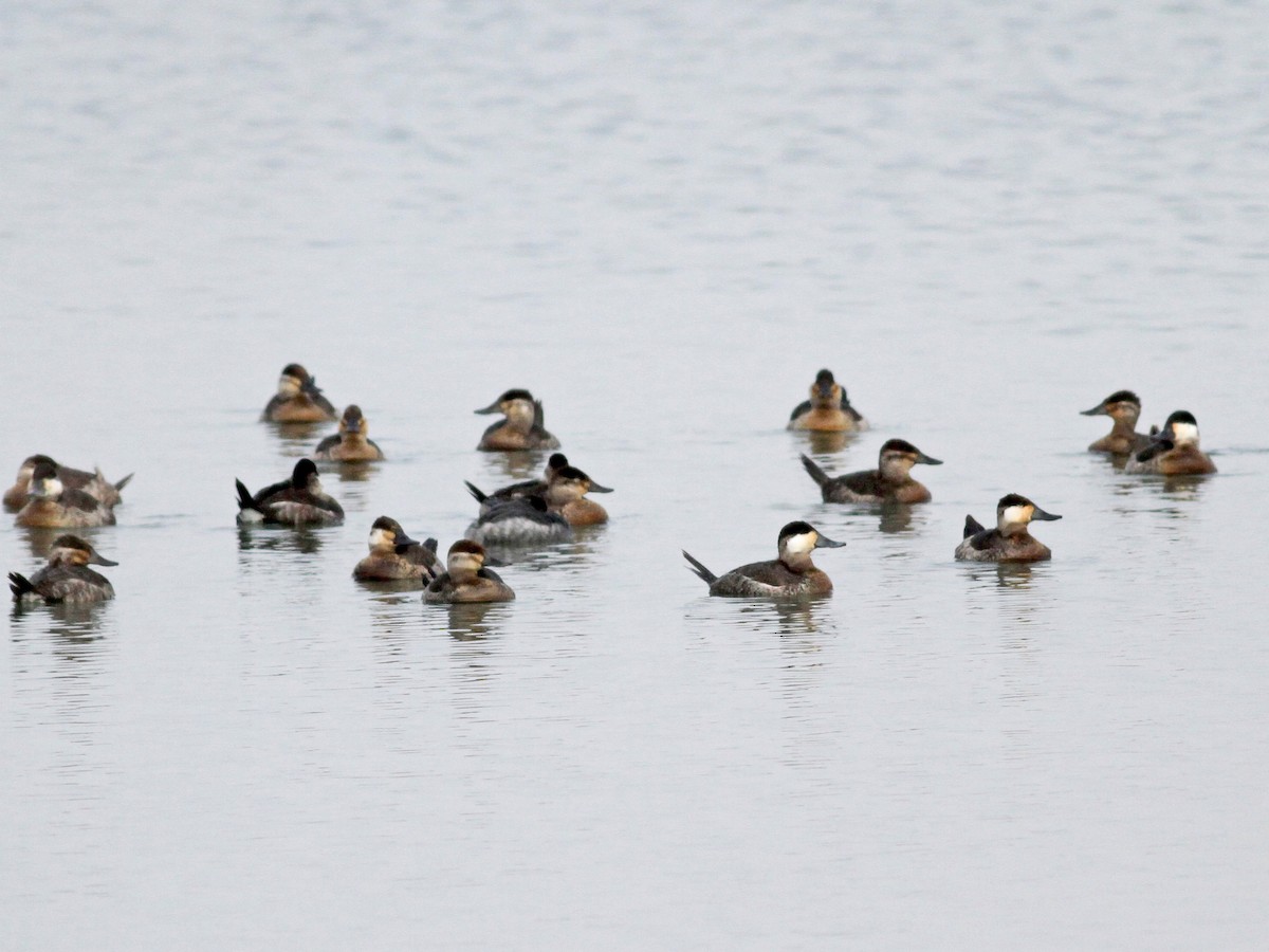 Flock