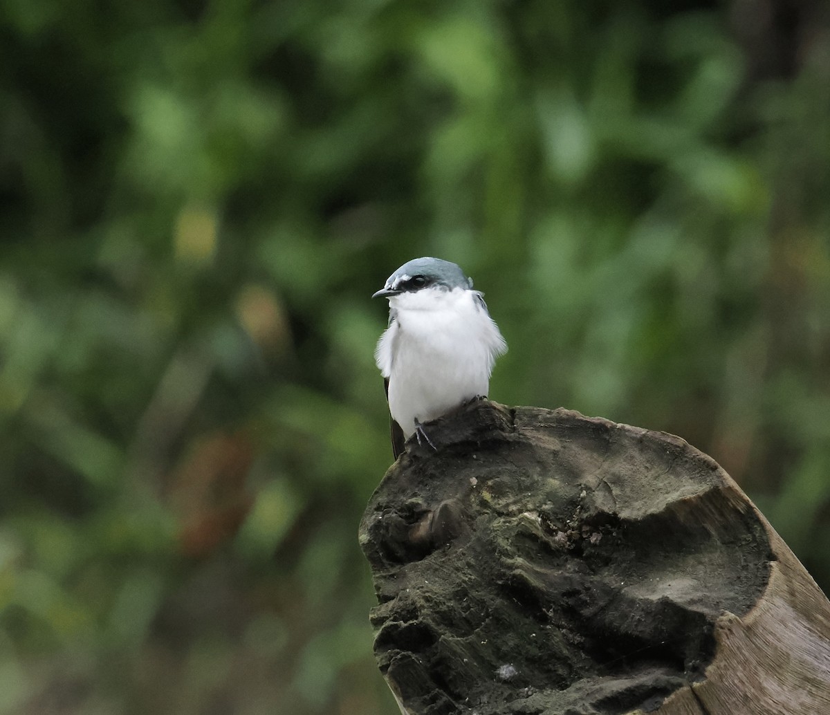 Mangrove Swallow - ML639124510