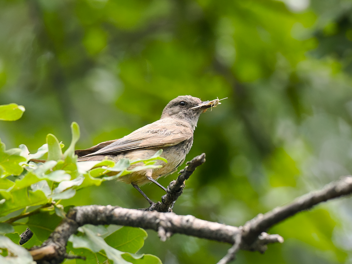 Say's Phoebe - ML639124561