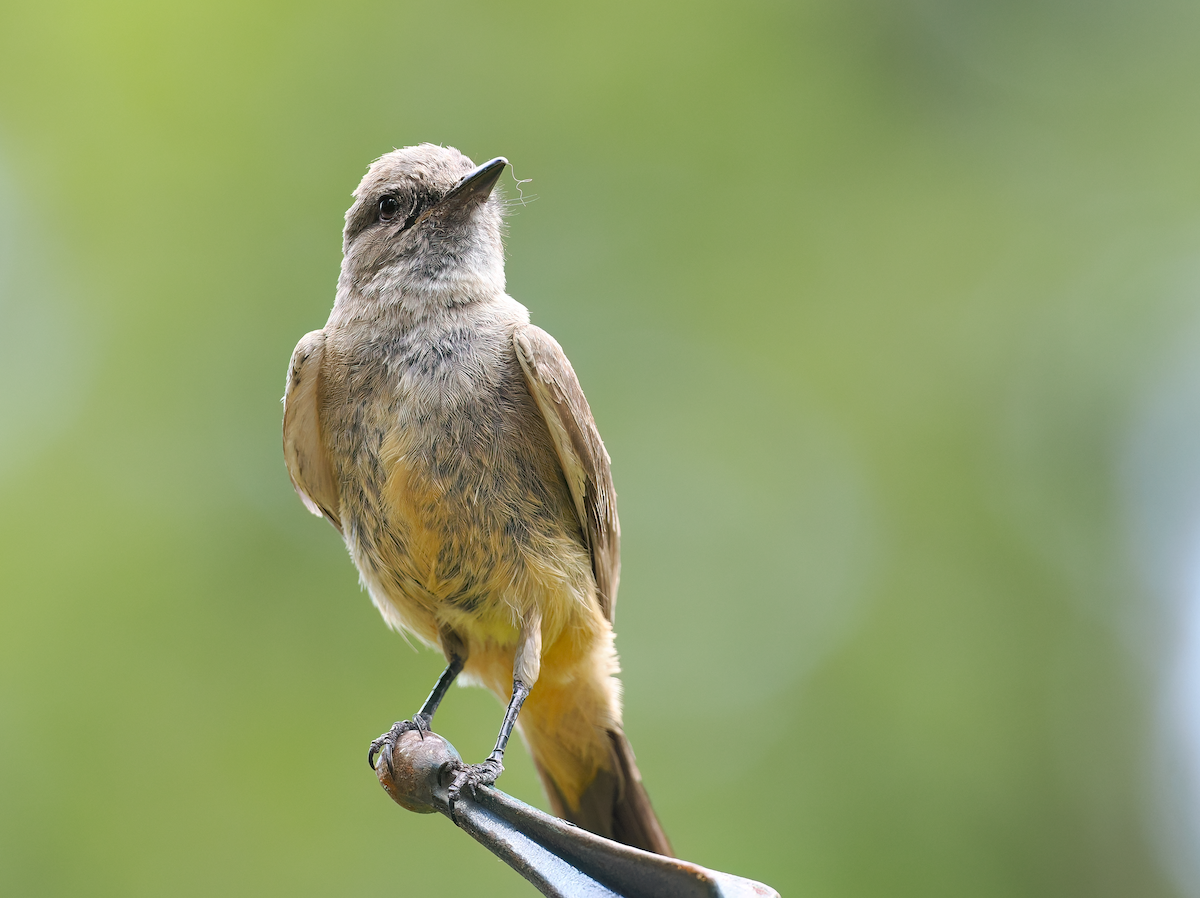 Say's Phoebe - ML639124628