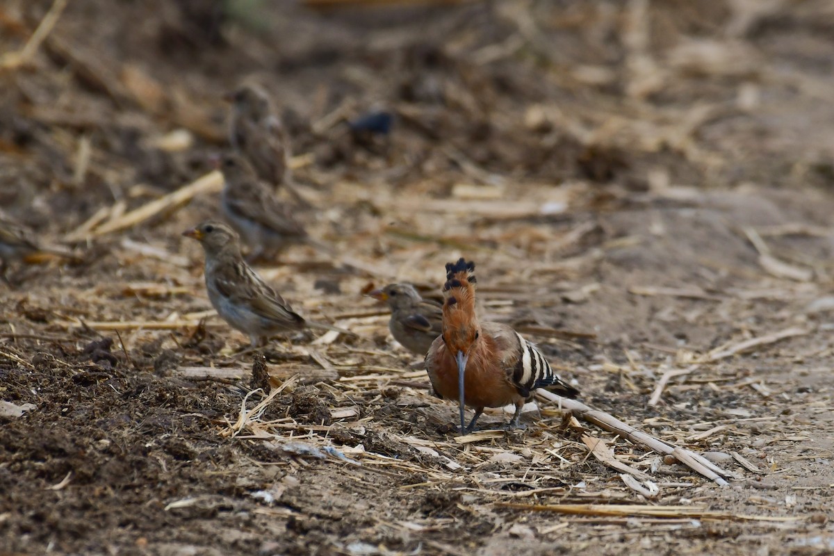 Eurasian Hoopoe (Eurasian) - ML639124655