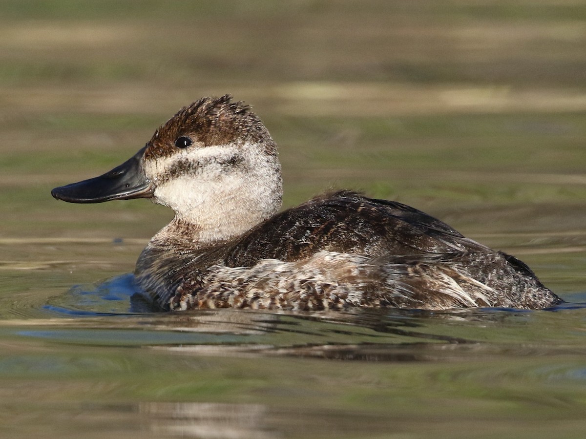 Female/immature male