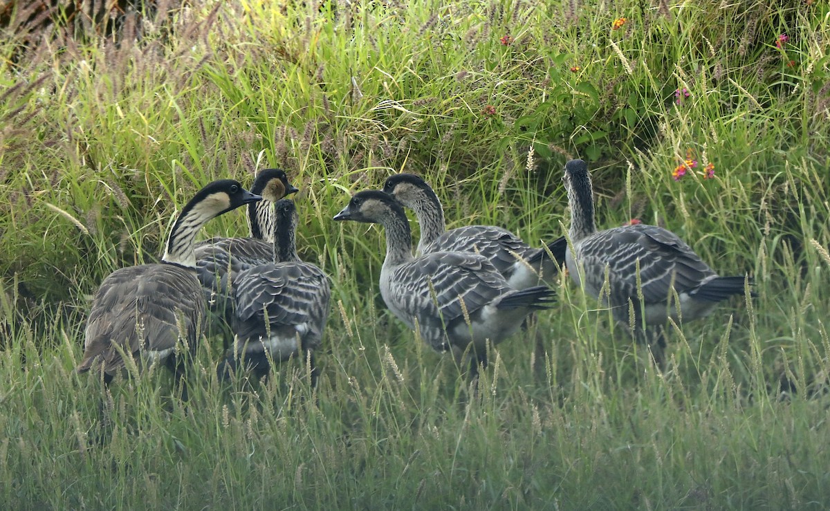 Hawaiian Goose - ML639124729